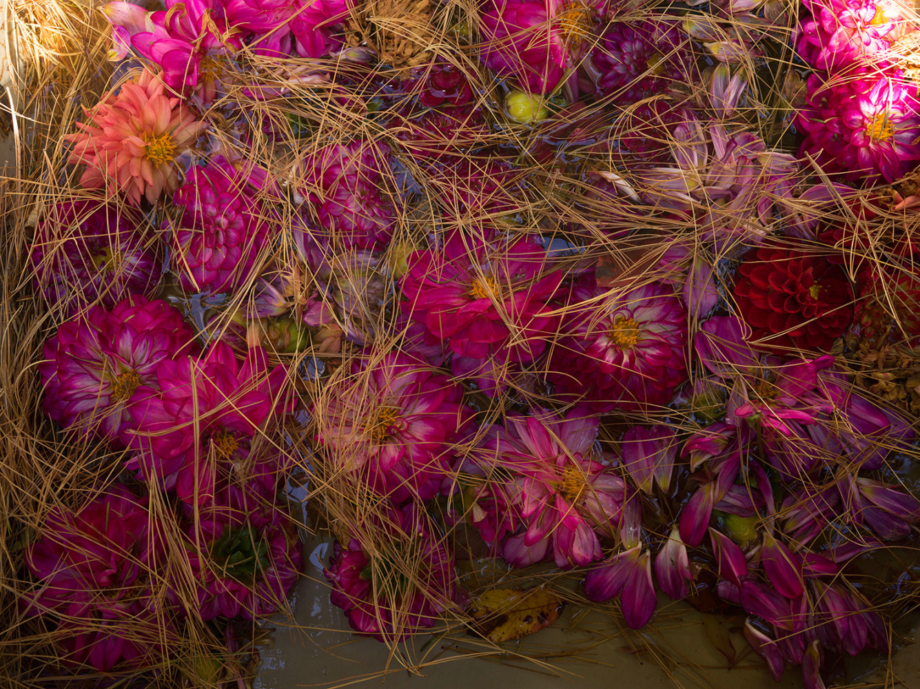 Pink Dahlias and Pine Needles (1749)  34″ x 45″ or 24″ x 29″  Limited Edition Signed Archival Pigment Prints  Editions of 5