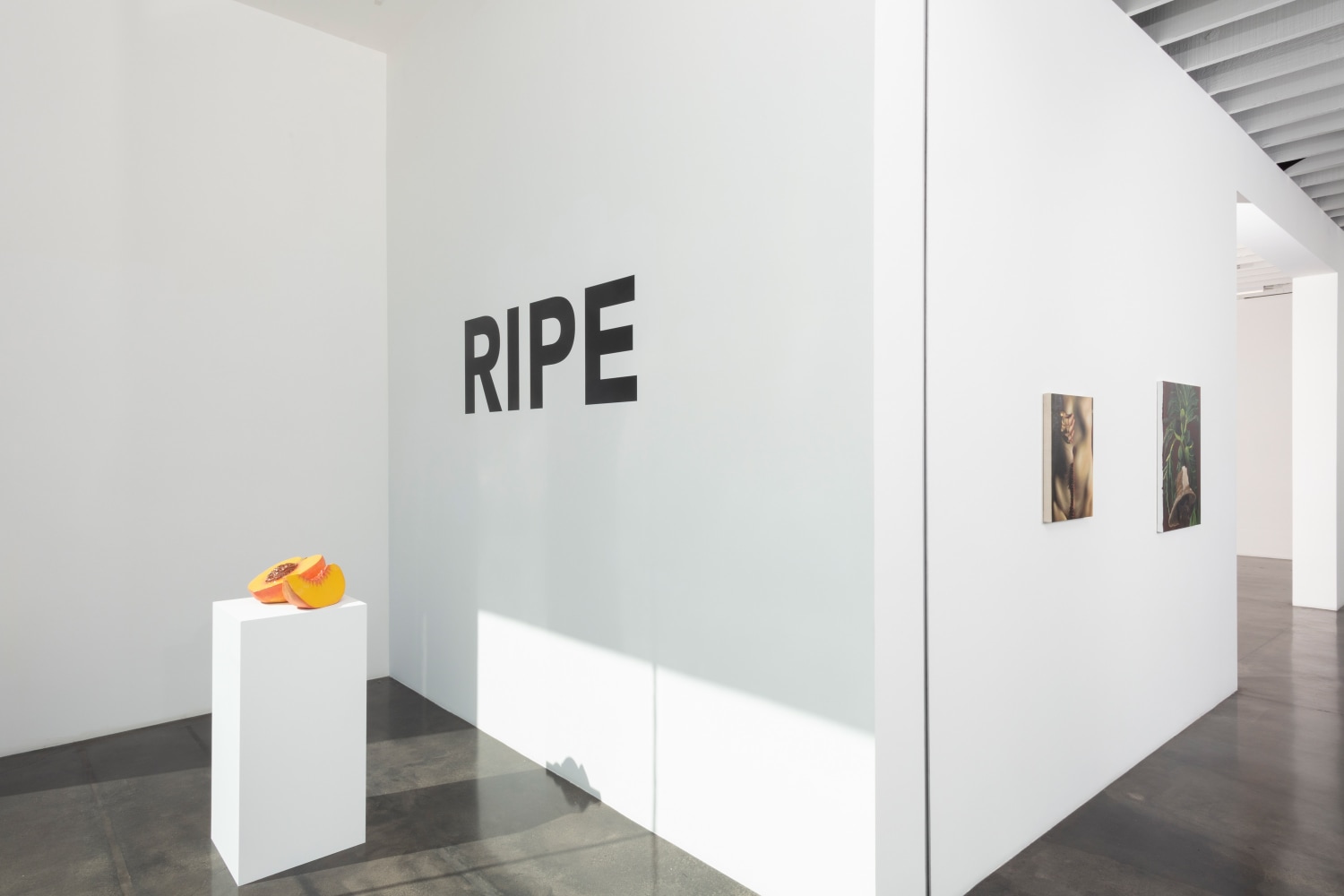 Ripe (installation view)