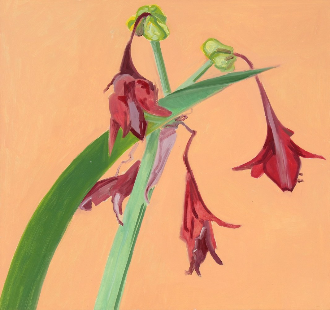Amaryllis 11, 2006, oil on Masonite, 16 x 17 inches

Available