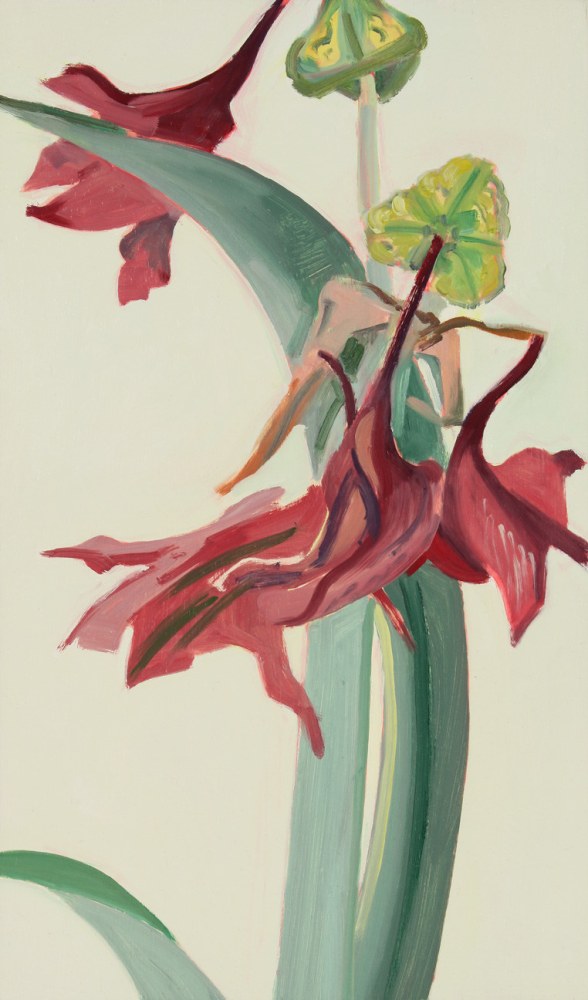 Amaryllis 14, 2006, oil on Masonite, 15 1/8 x 8 7/8 inches

Sold