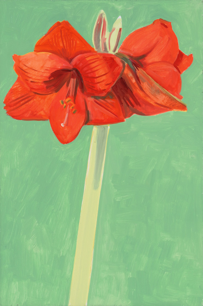 Amaryllis 05, 2006, oil on wood panel,&amp;nbsp;18 x 12 inches

Available