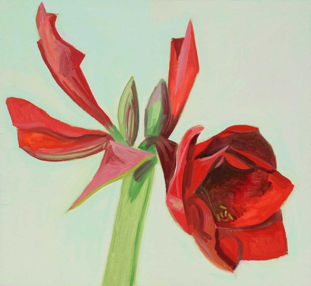 Amaryllis 03, 2006, oil on wood panel,&amp;nbsp;14 3/4 x 16 inches

Available
