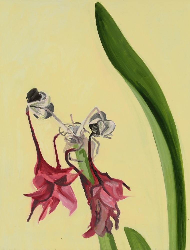 Amaryllis 17, 2006, oil on Masonite, 17 x 13 inches

Sold