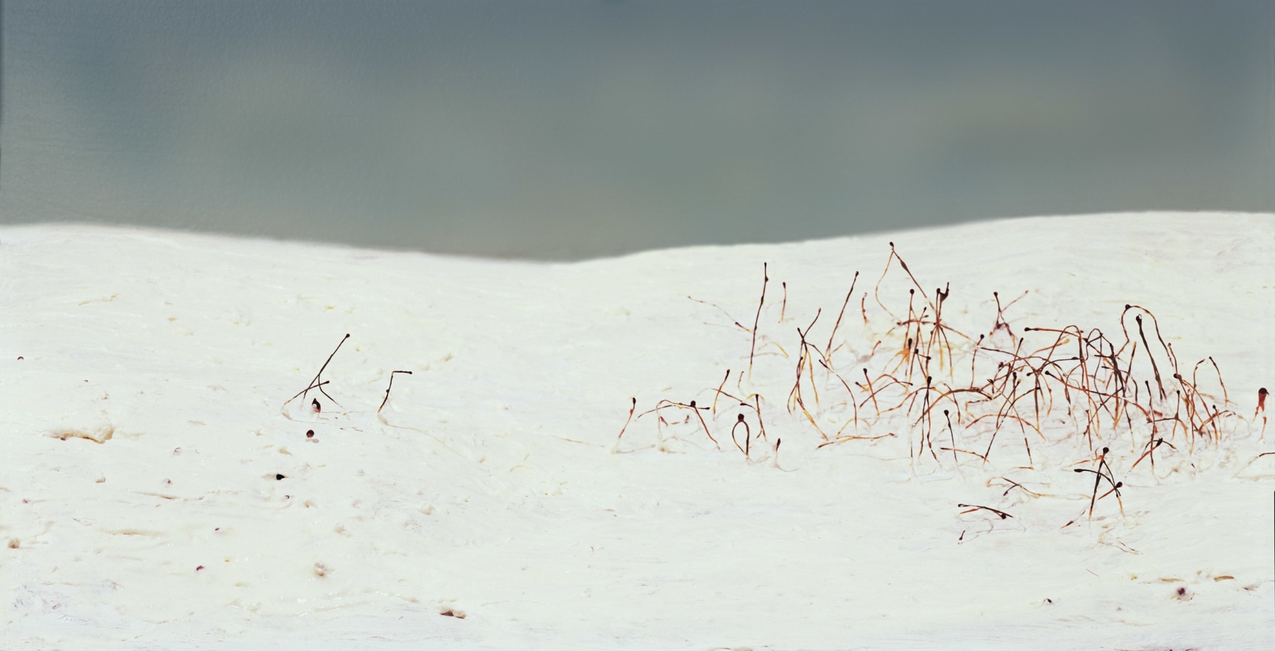 how to tell a story before it is spoken, before it descends from the convolutions of the mind onto the slippery slopes of the tongue, 2001

C Print on Aluminum

23 1/2&amp;quot; x 47&amp;quot;