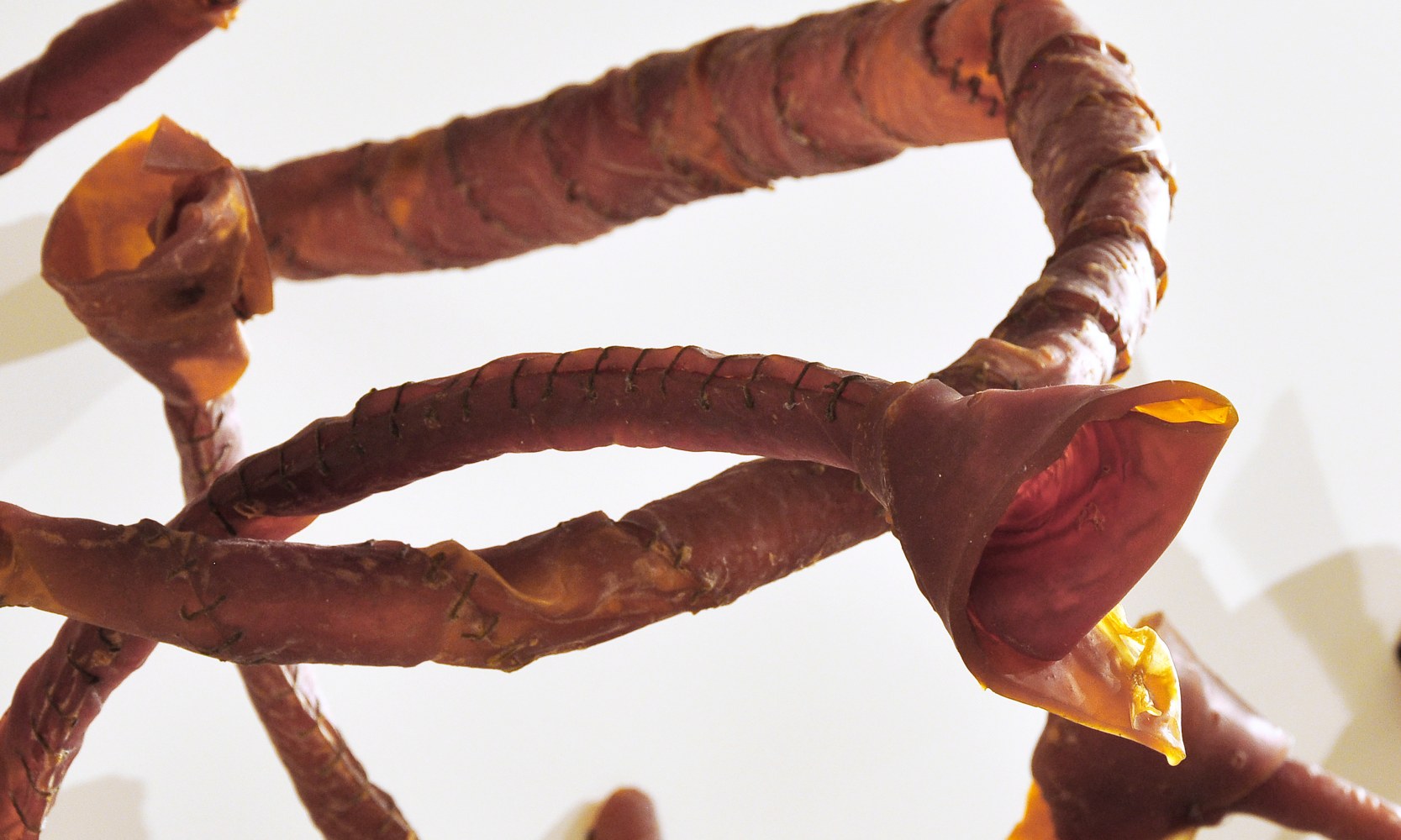 Heliotropes (Detail)