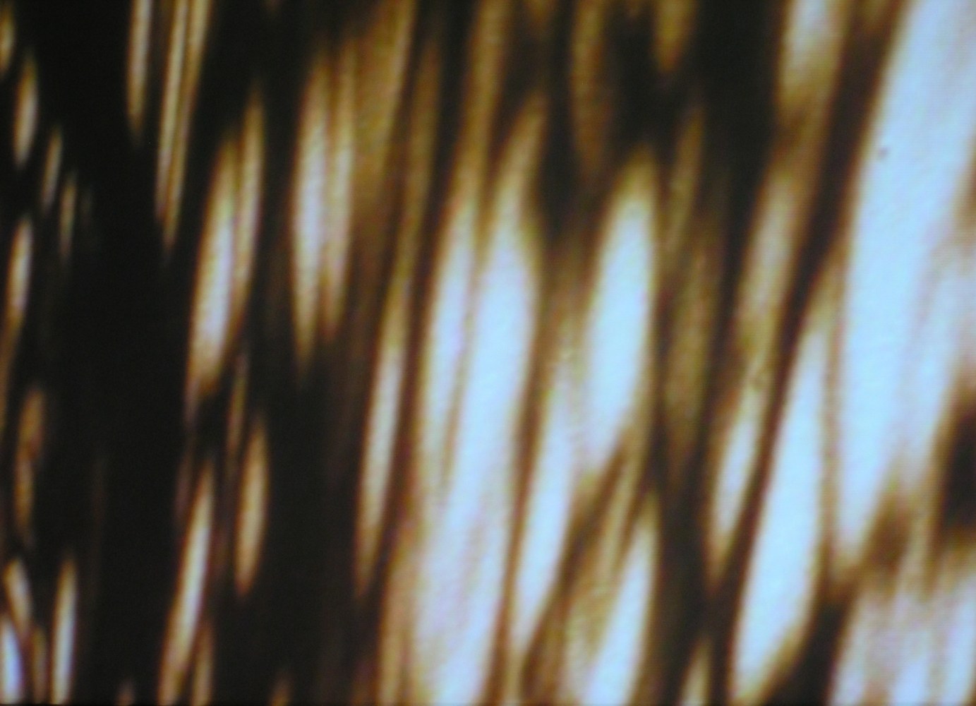 Eating Grass,&amp;nbsp;2003
Film/video
22 minutes, 56 seconds