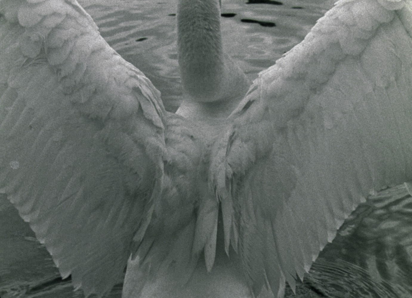 Swan&amp;nbsp;(Film Still)