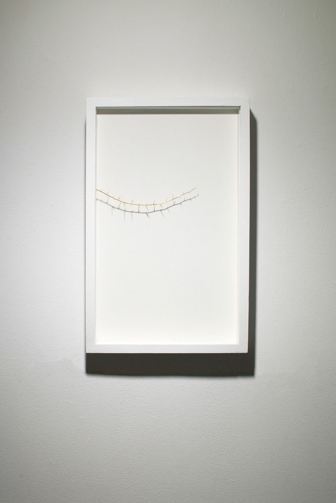 Golden Thorn, 2004