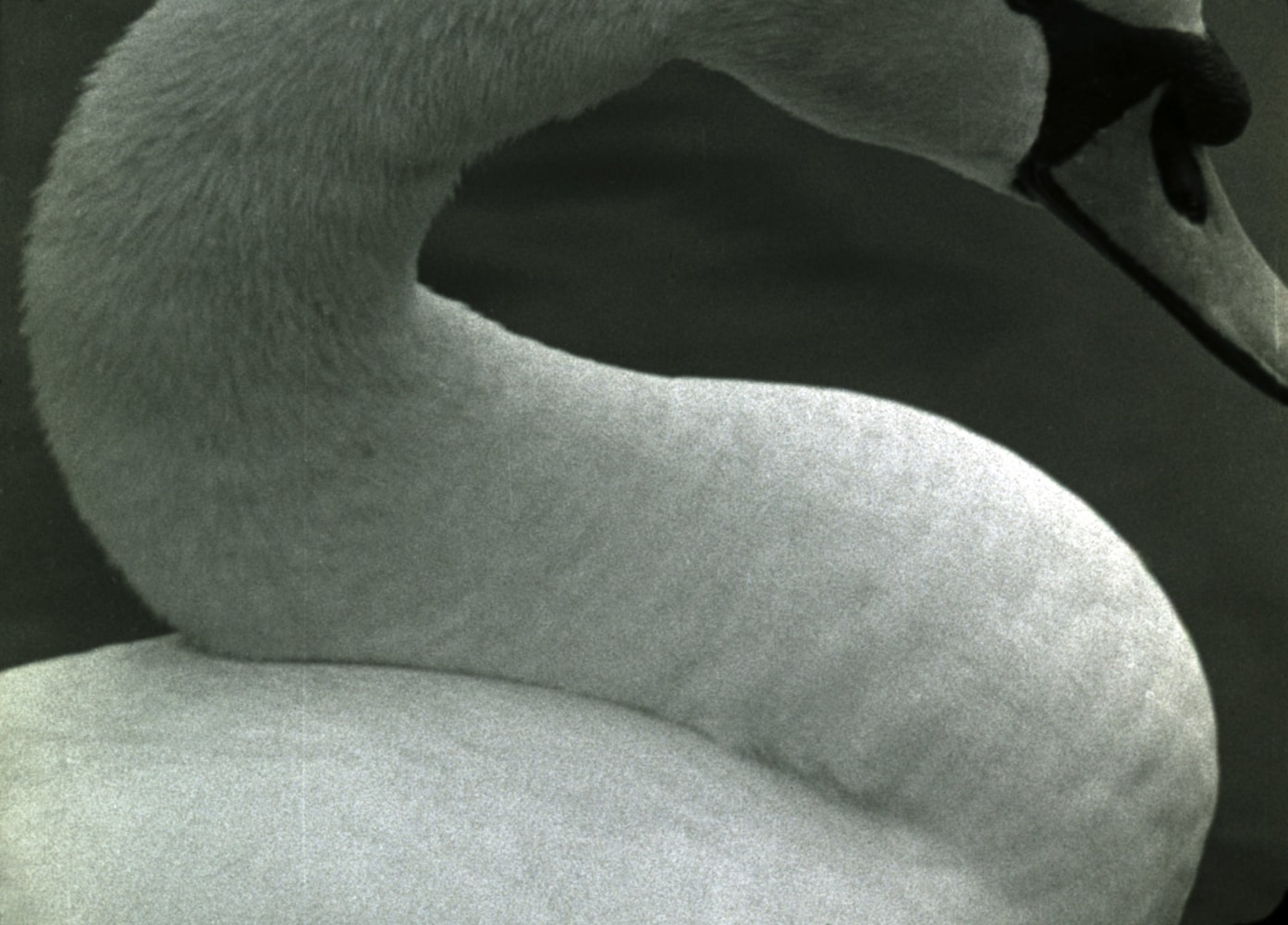 Swan&amp;nbsp;(Film Still)