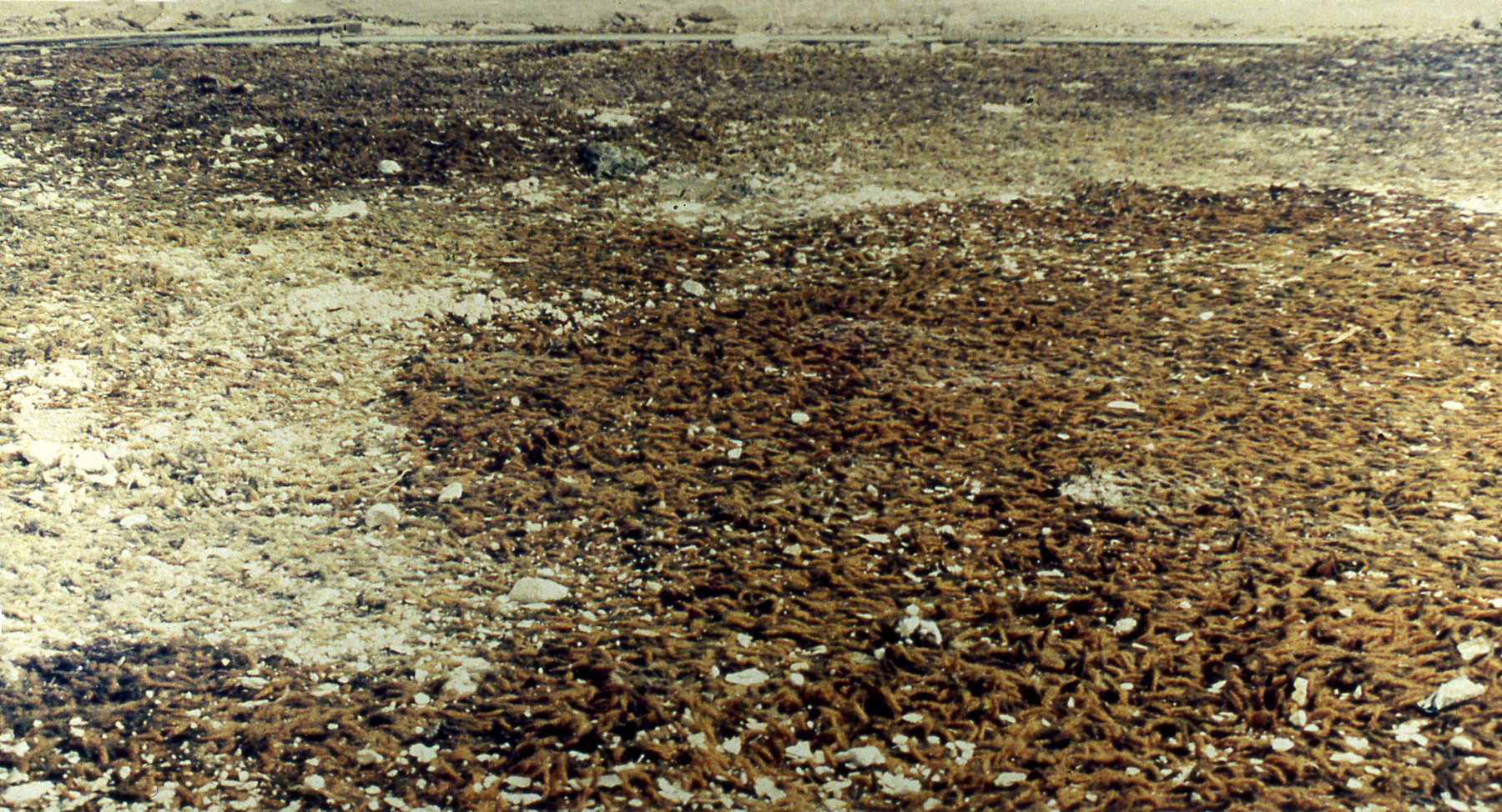 Allan deSouza
Terrains #3