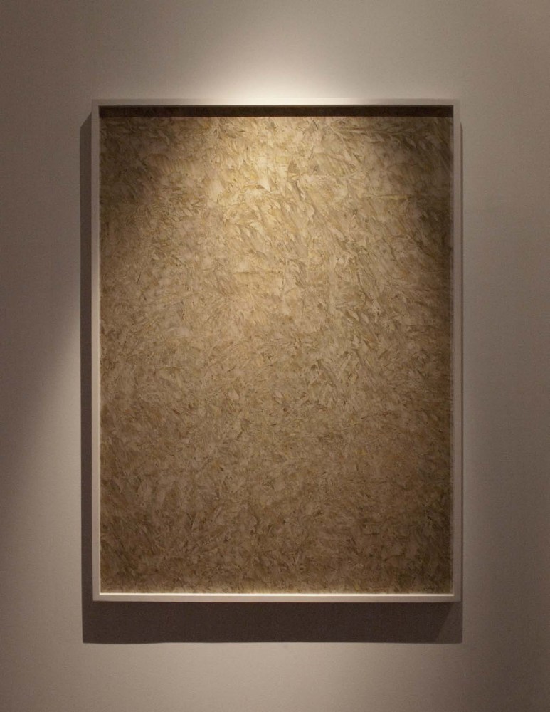 Turtle (tgrntrpclstrm)