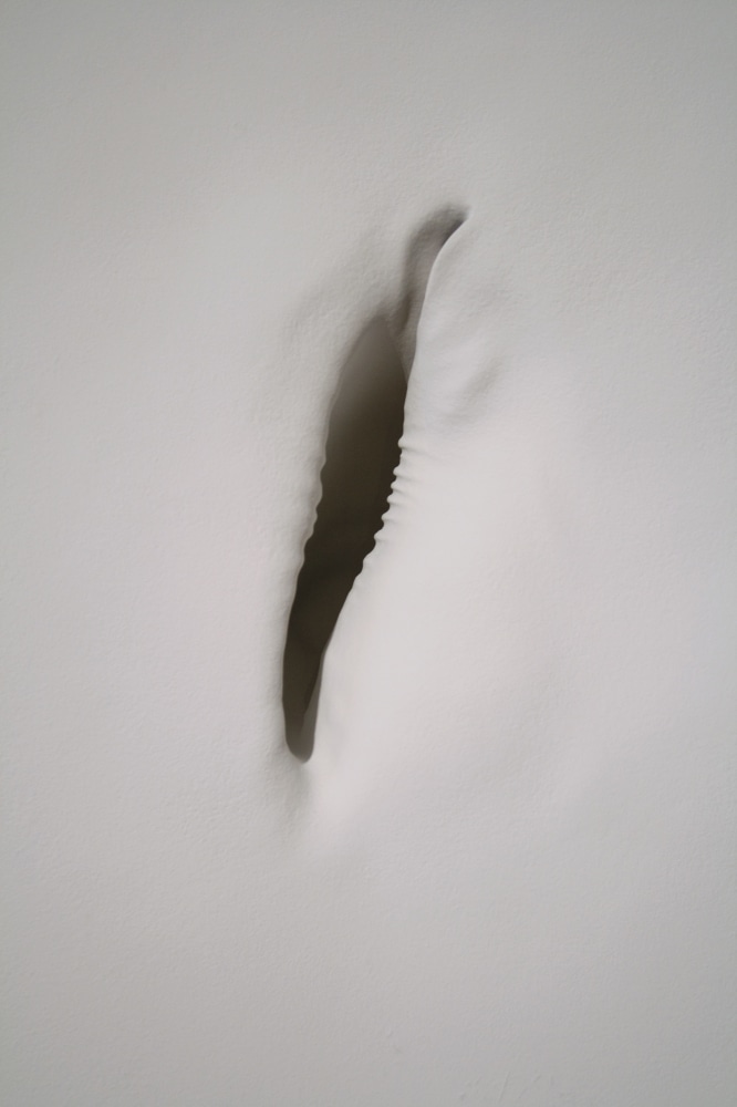 Shell as a Body (Detail)