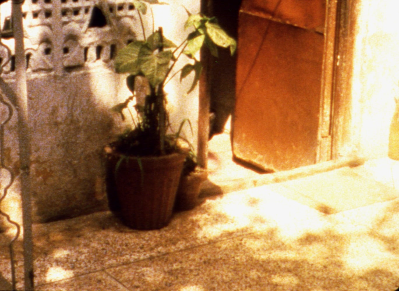 Eating Grass (Film Still)