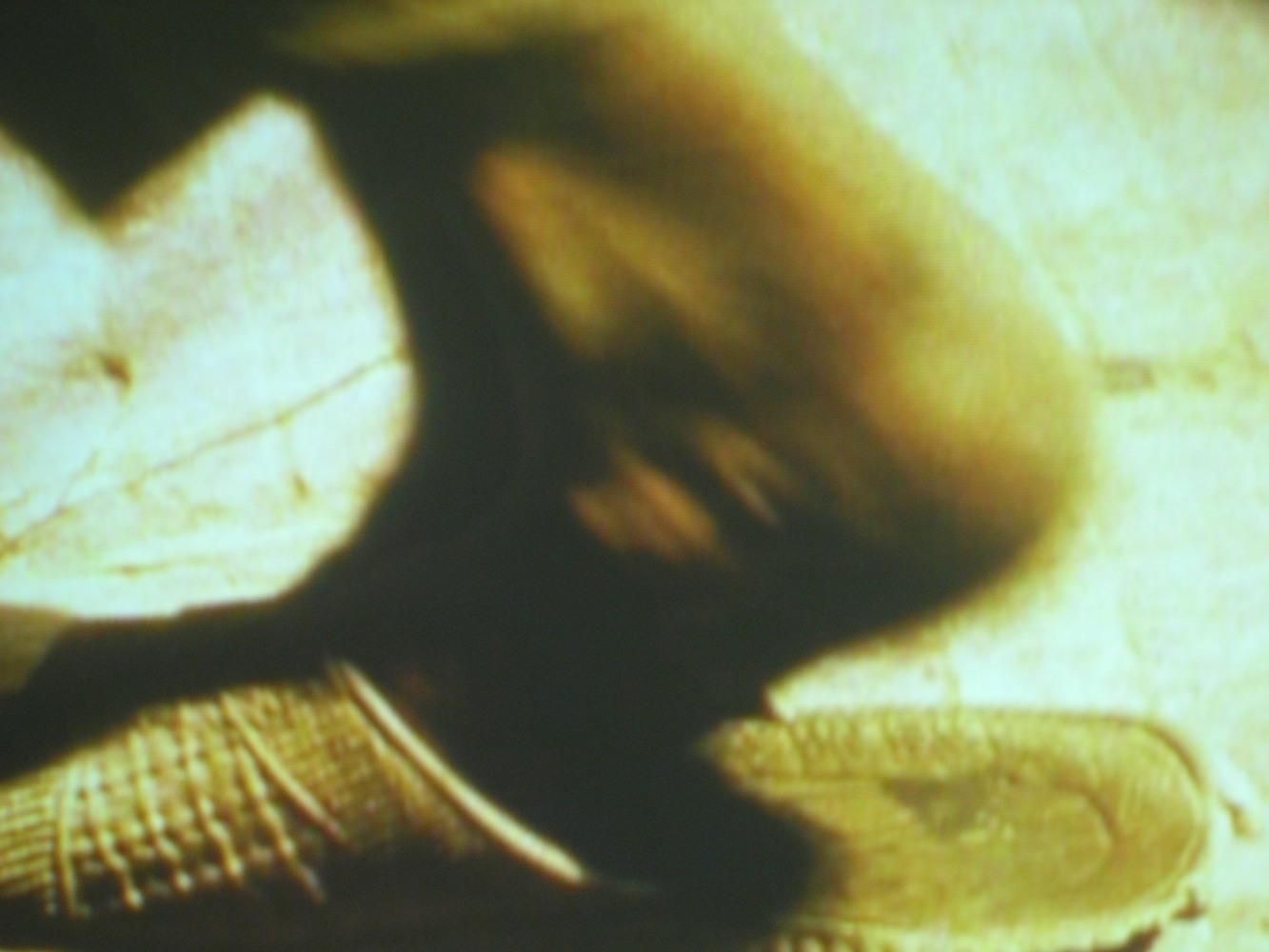 Eating Grass&amp;nbsp;(Film Still)