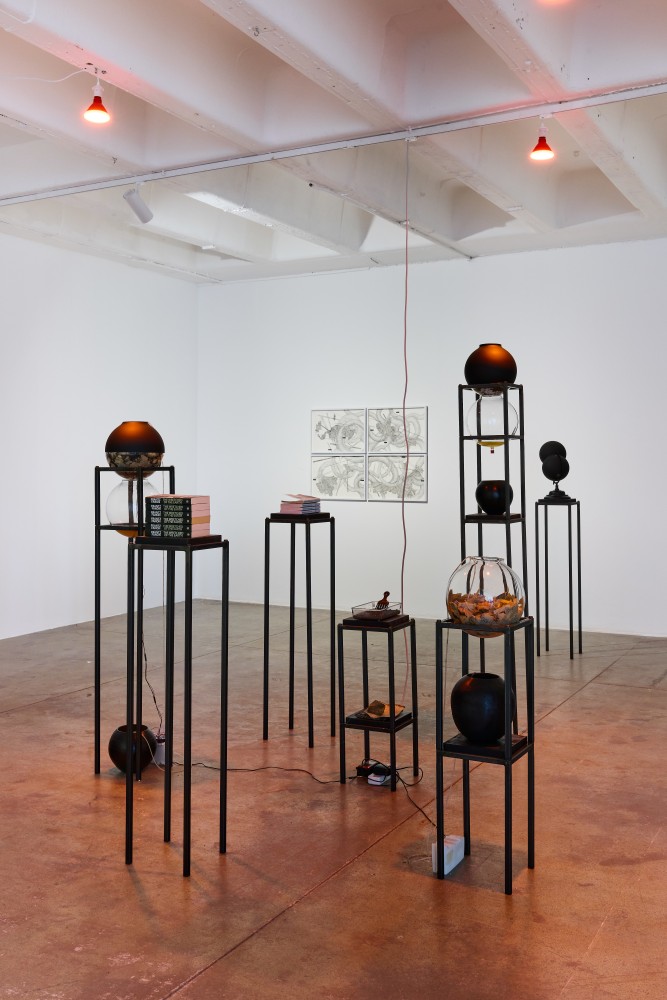 garden for fanon slideshow