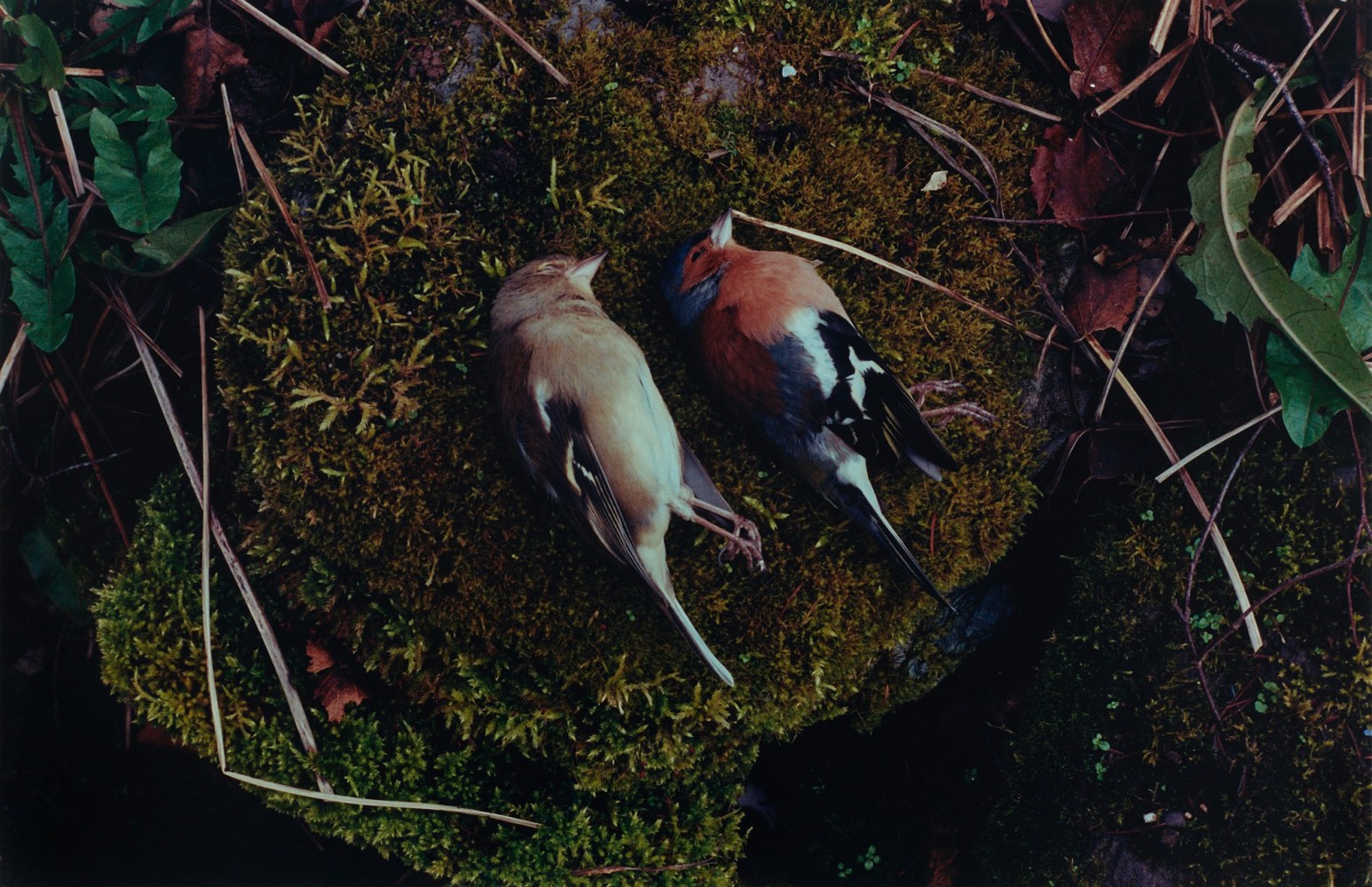 Samuel Laurence Cunnane&amp;nbsp;

Chaffinches 2022

Hand-printed C-type print on archival photo paper, framed

edition of 3 + 1AP

41.5 x 27 cm

16.3 x 10.6 in&amp;nbsp; &amp;nbsp;