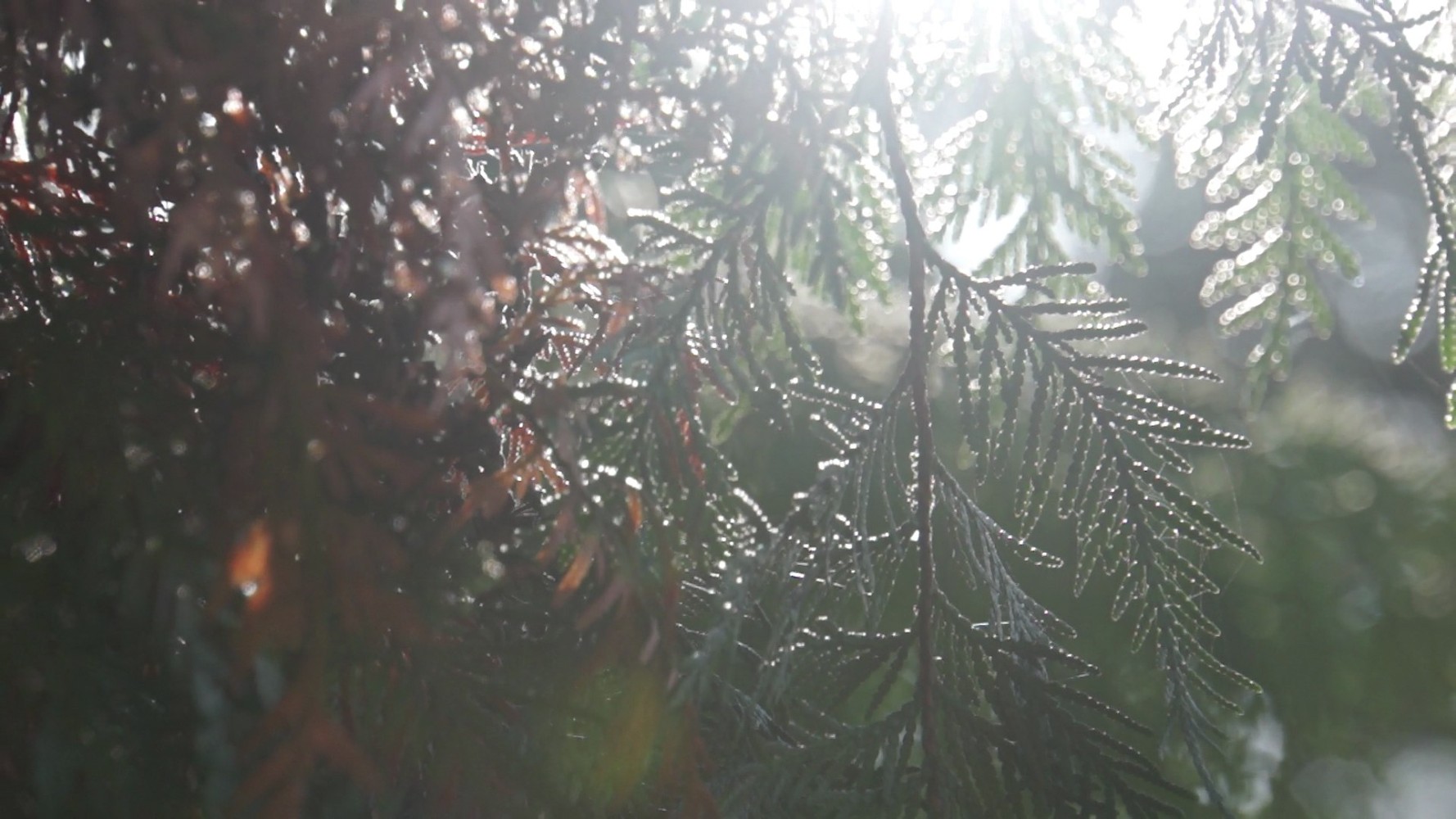 Jaki Irvine&amp;nbsp;
Mill Lane, 2019
video and sound installation, 3:02 minute loop duration, edition of 3

&amp;nbsp;