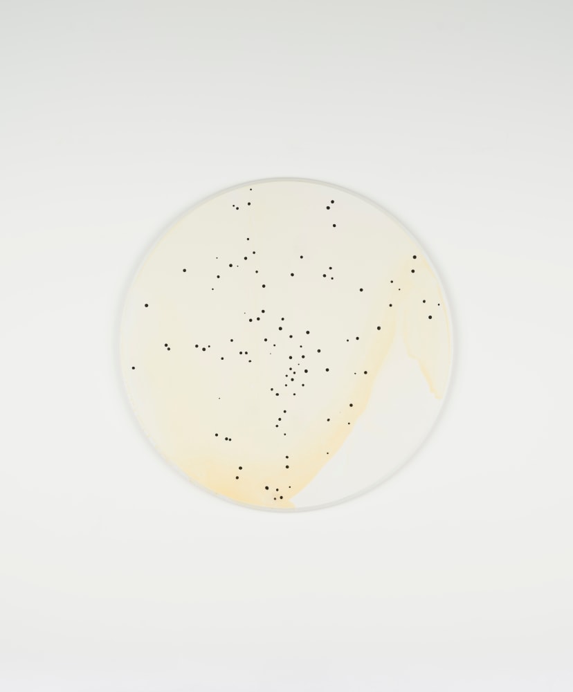 Callum Innes
Untitled, 2022
oil and shellac on Birch Ply
100 x 100 cm / 39.4 x 39.4 in