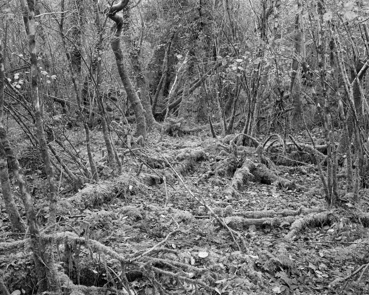 Willie Doherty, IS AND IS NOT