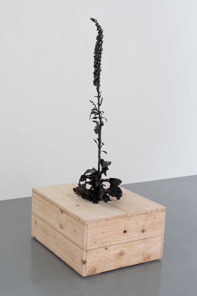 Dorothy Cross
Foxglove, 2024
cast bronze
125 x 58 x 43 cm / 49.2 x 22.8 x 16.9 in
39 x 79.5 x 64.5 cm / 15.4 x 31.3 x 25.4 in plinth