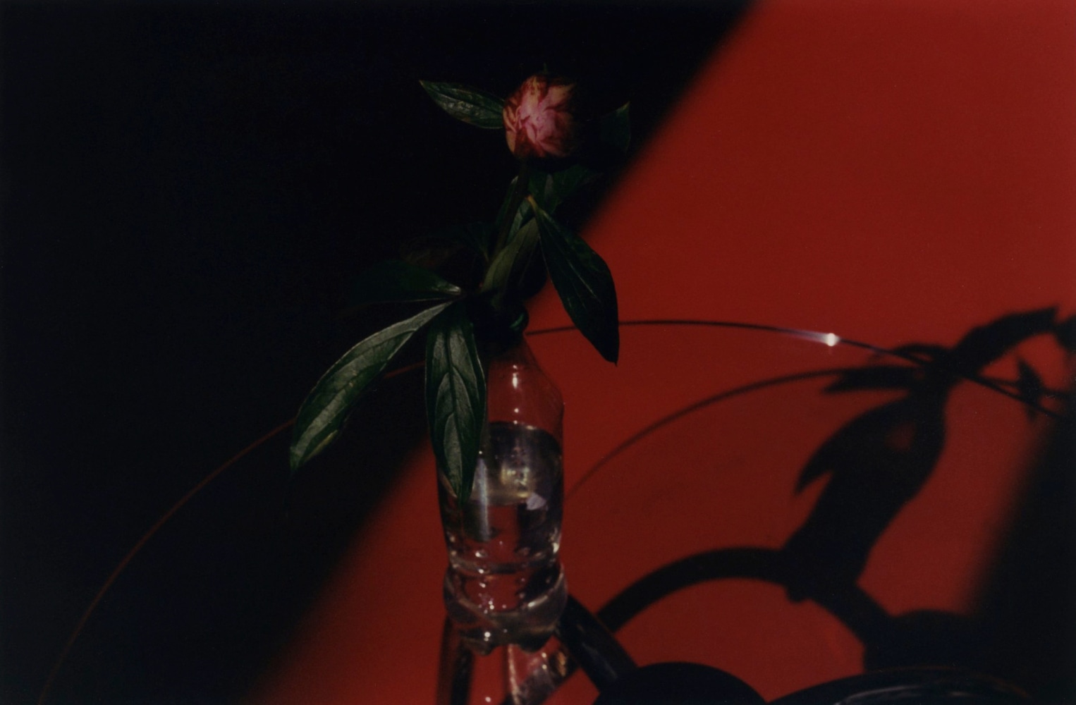 Samuel Laurence Cunnane&amp;nbsp;

Peony (red floor),&amp;nbsp;2024

Hand-printed C-type print on archival photo paper,&amp;nbsp;edition of 3 + 1AP
19.4 x 29.5 cm / 7.6 x 11.6 in image size&amp;nbsp;
40.5 x 51 cm / 15.9 x 20.1 in framed