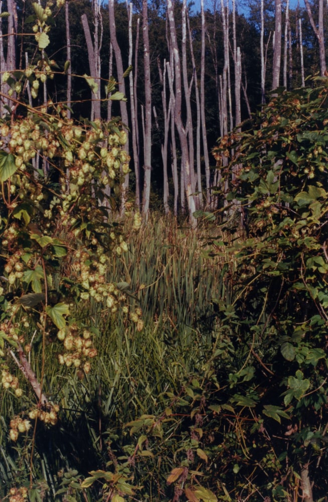 Samuel Laurence Cunnane, Sleight