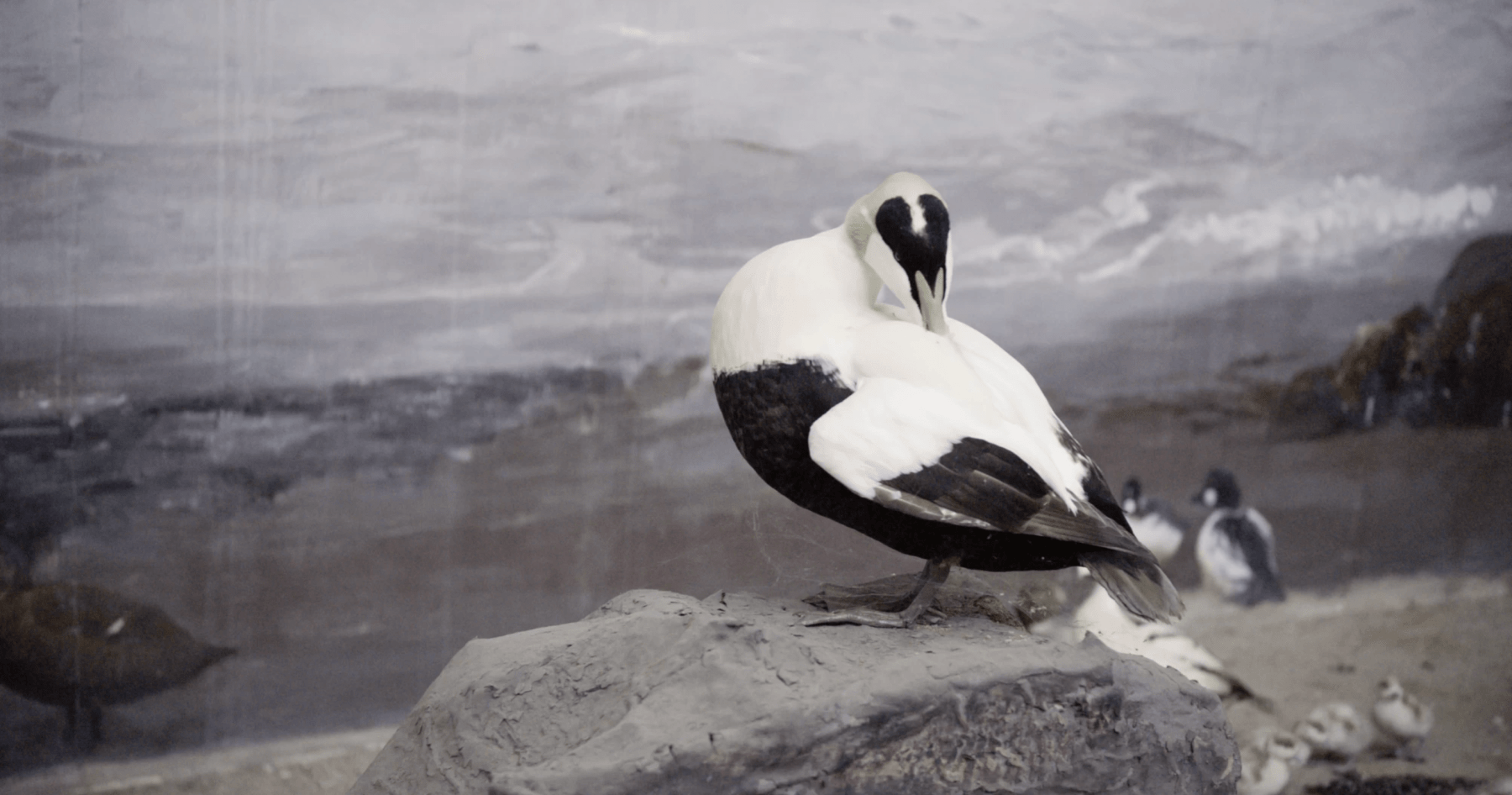 Gerard Byrne, Jielemeguvvie guvvie sjisjnjeli - Film inside an image (2015-16), Towner Collection