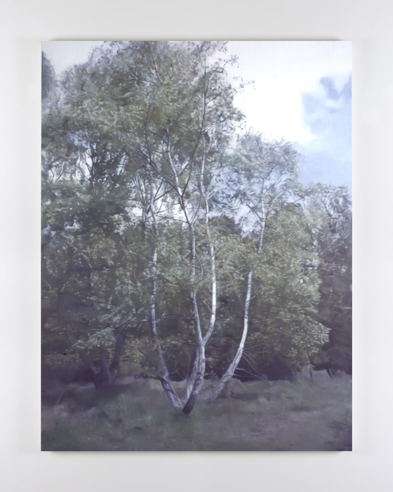 Paul Winstanley&amp;nbsp;
Birch 2, 2005
oil on linen
220 x 160 cm / 86.6 x 63 in&amp;nbsp; &amp;nbsp;