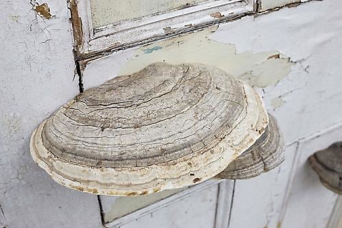 Dorothy Cross,&amp;nbsp;Doorway,&amp;nbsp;2014, wooden door and tree fungi, 198 x 71 x 19 cm / 78 x 28 x 7.5 in