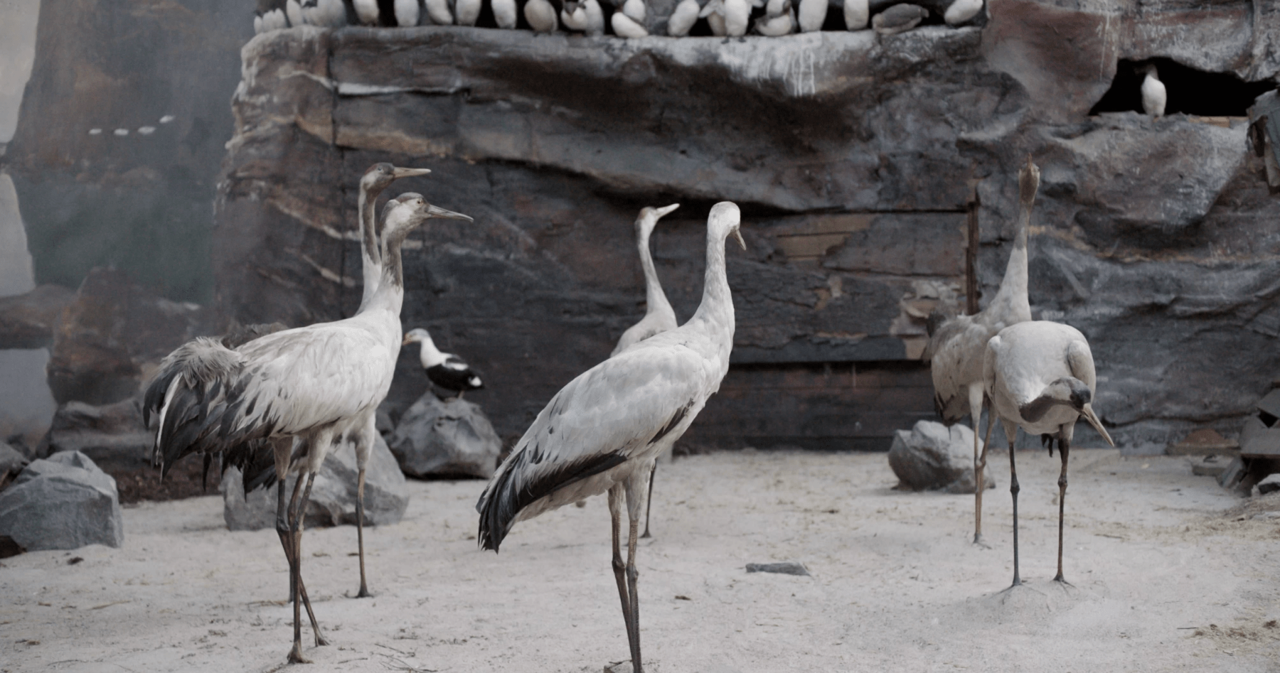 Gerard Byrne, Jielemeguvvie guvvie sjisjnjeli - Film inside an image (2015-16), Towner Collection