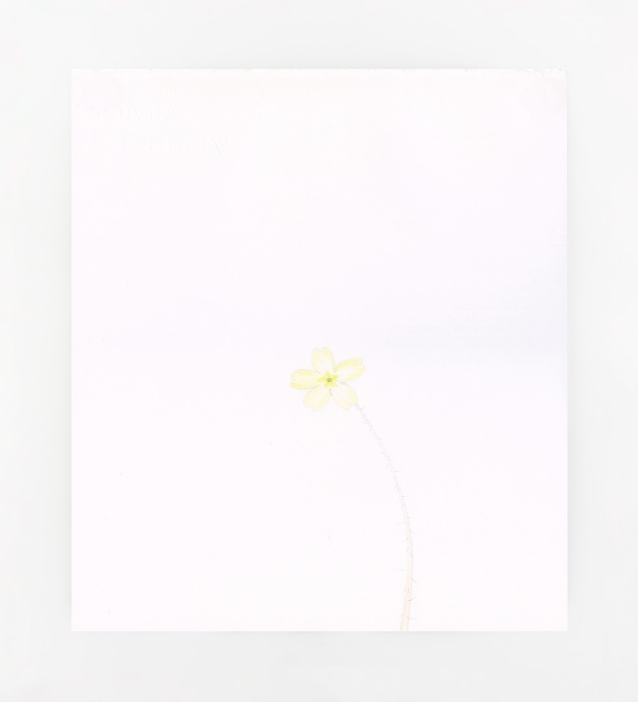 William&amp;nbsp;McKeown&amp;nbsp;
Open Drawing - Primrose&amp;nbsp;
colouring pencil on paper
28 x 25 cm / 11 x 9.8 in&amp;nbsp; &amp;nbsp;

&amp;nbsp;&amp;nbsp;