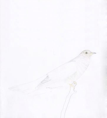 Open Drawing - Cuckoo