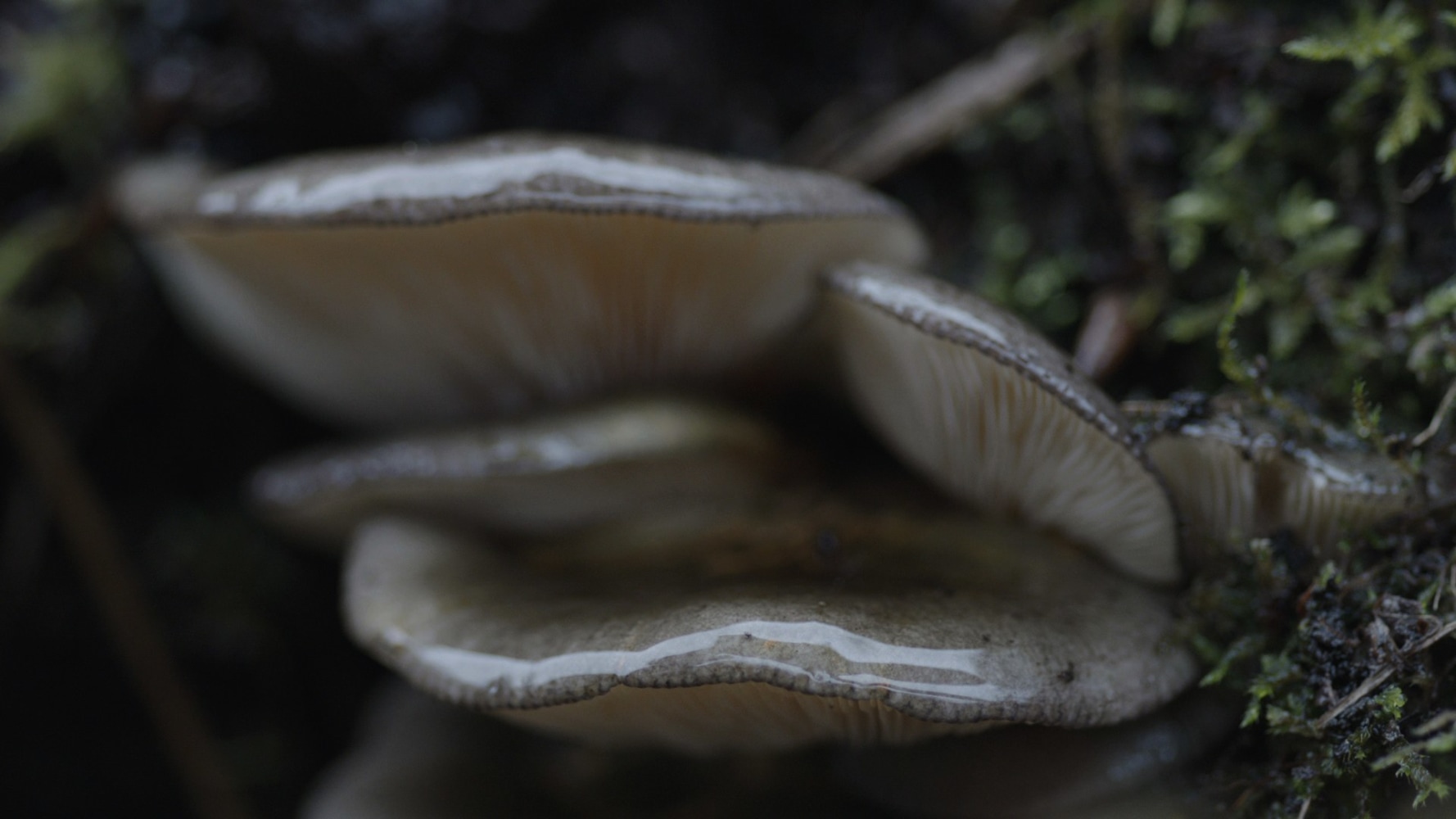 Willie Doherty&amp;nbsp;
Secretion, 2012
video installation, colour and sound, edition of 3
duration: 20 minutes
Collection of Sammlung Goetz, Munich and Neue Galerie, Kassel