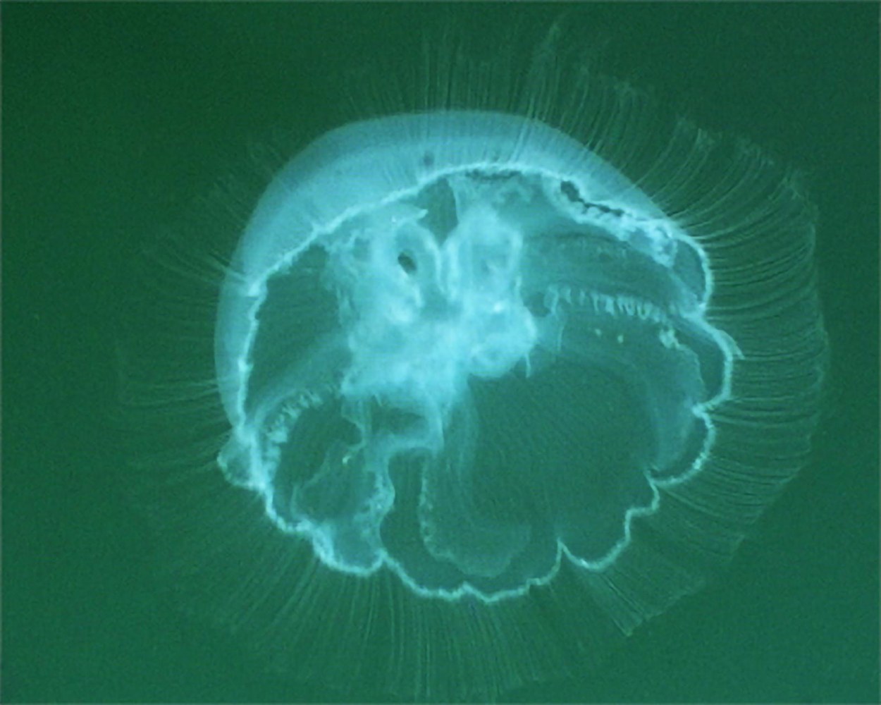 Dorothy Cross&amp;nbsp;Moon Jellyfish&amp;nbsp;Palau (LHS) 2002&amp;nbsp;lambda print diptych&amp;nbsp;edition of 4&amp;nbsp;19.5 x 24 cm / 7.7 x 9.4 in&amp;nbsp;&amp;nbsp;