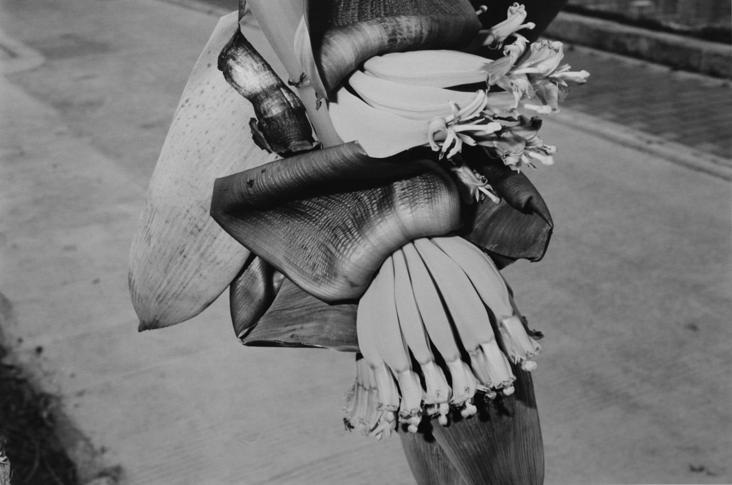 Plant study 1, 2018
hand-printed silver gelatin print, framed, edition of 3 +1AP
25 x 37.5 cm / 9.8 x 14.8 in image size