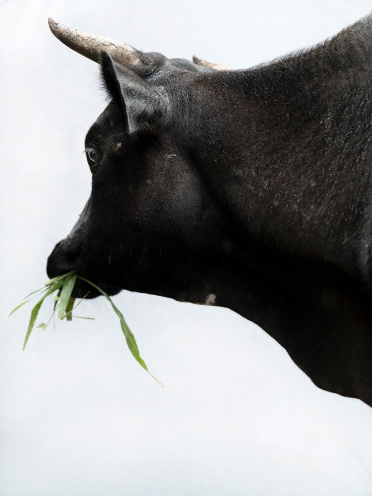 Paul Seawright&amp;nbsp;
Untitled (Horn),&amp;nbsp;2020
pigment print, framed with clarity glass, edition of 3
74.6 x 56 cm / 29.4 x 22 in&amp;nbsp; &amp;nbsp;