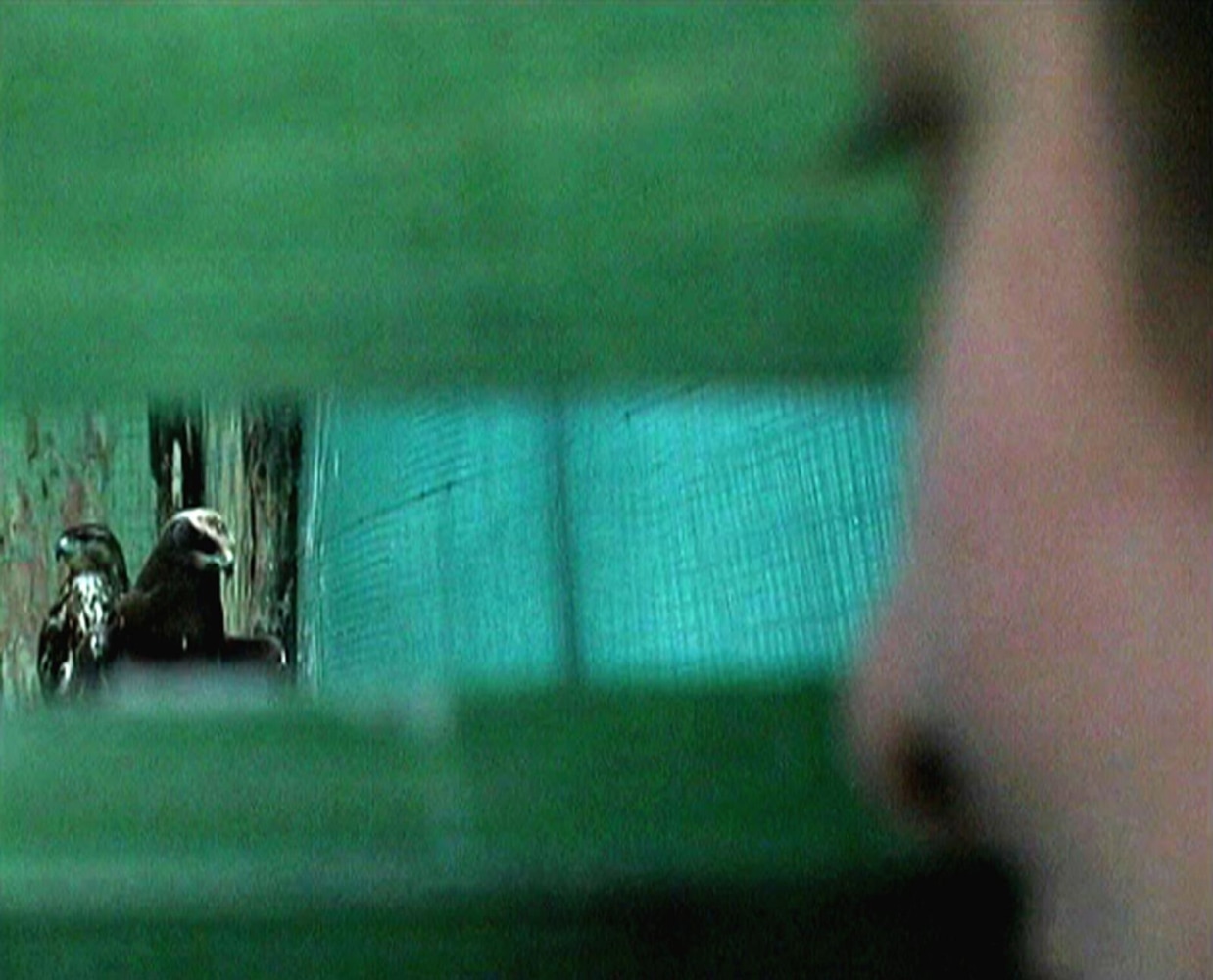 Jaki Irvine, Ivana’s Answers