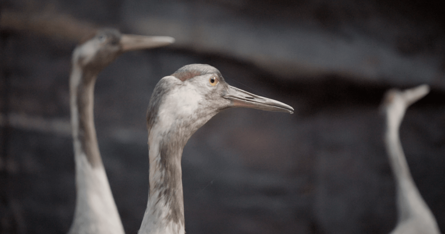 Gerard Byrne, Jielemeguvvie guvvie sjisjnjeli - Film inside an image (2015-16), Towner Collection