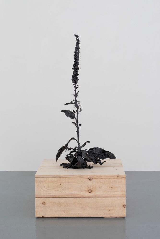 Dorothy Cross
Foxglove, 2024
cast bronze
125 x 58 x 43 cm / 49.2 x 22.8 x 16.9 in
39 x 79.5 x 64.5 cm / 15.4 x 31.3 x 25.4 in plinth