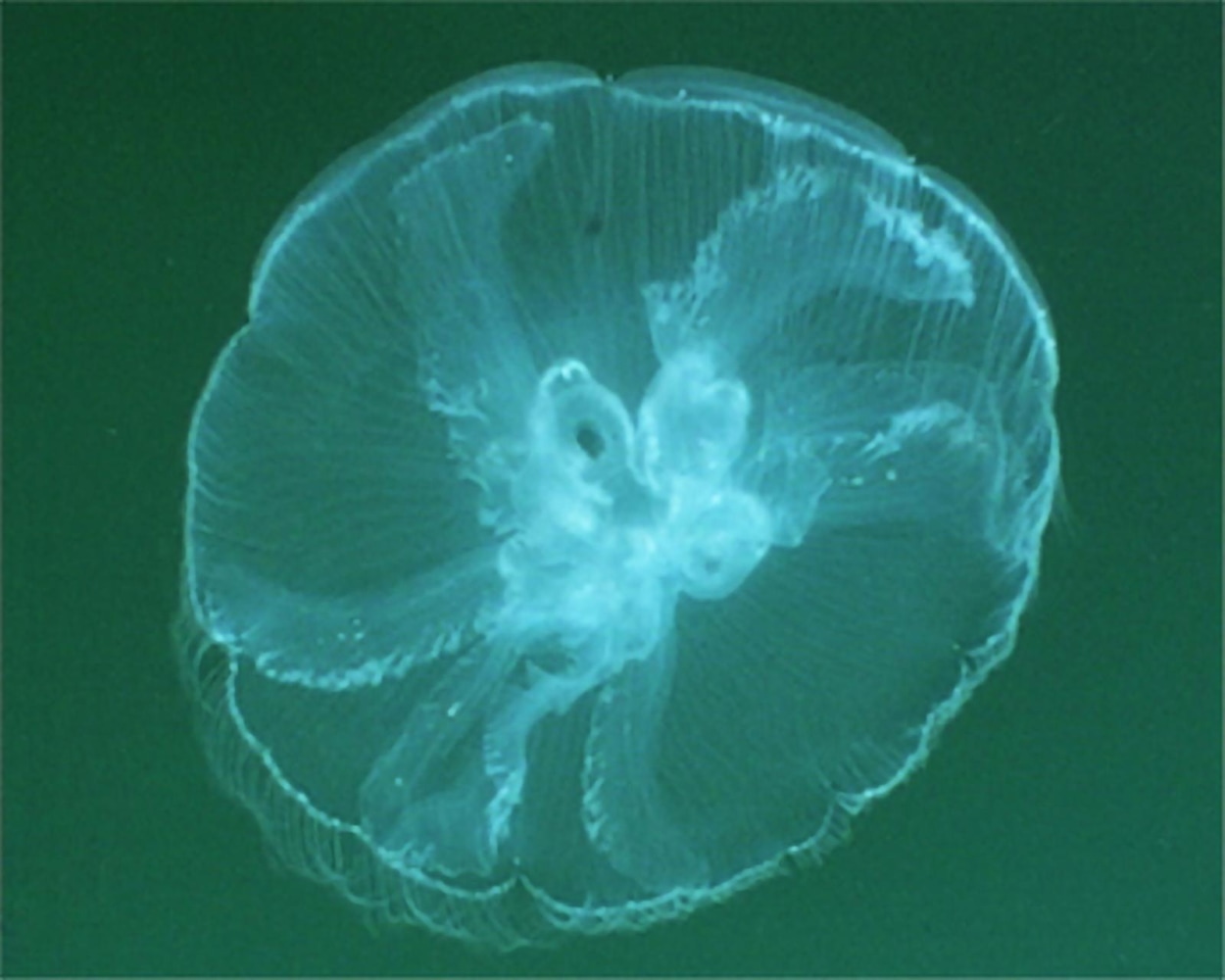 Dorothy Cross&amp;nbsp; Moon Jellyfish Palau (RHS) 2002 lambda print diptych edition of 4 19.5 x 24 cm / 7.7 x 9.4 in