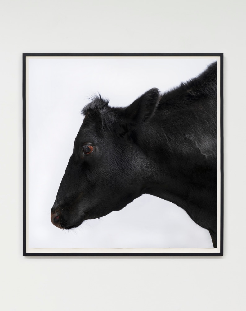 Paul Seawright, Beasts of Burden