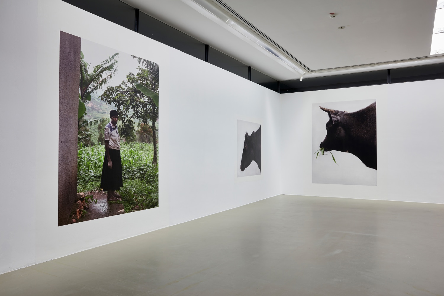 Paul Seawright
Beasts of Burden, 2020
St&amp;auml;dtische Galerie Nordhorn, Germany&amp;nbsp;