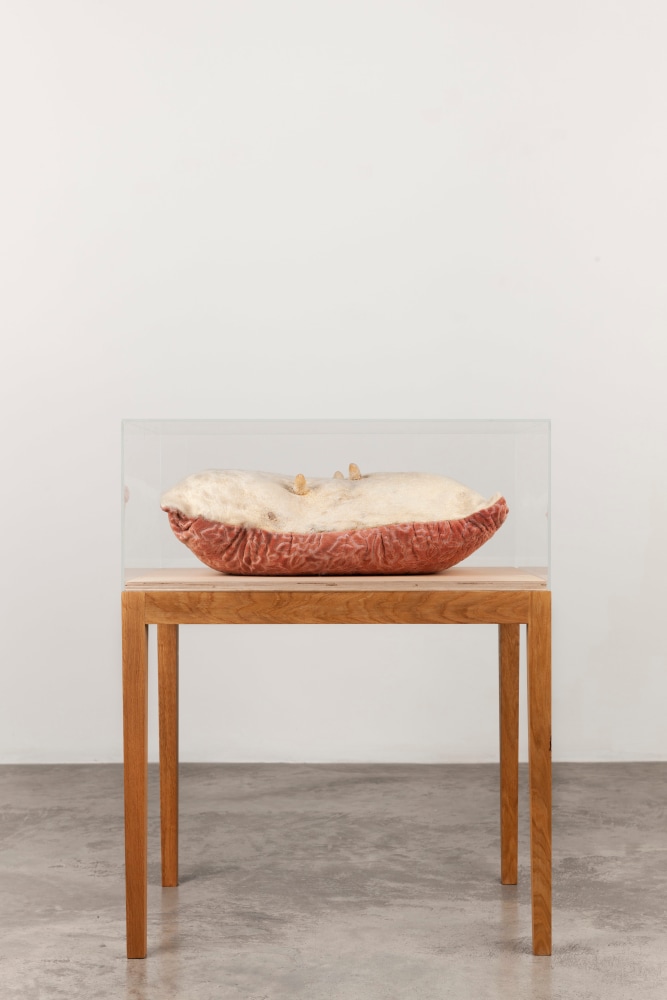 Dorothy Cross, Bedding, 1993, pillow, cow udder, display table and Plexiglas cover, 95.5 x 76 x 49 cm total&amp;nbsp;

&amp;nbsp;

&amp;nbsp;
