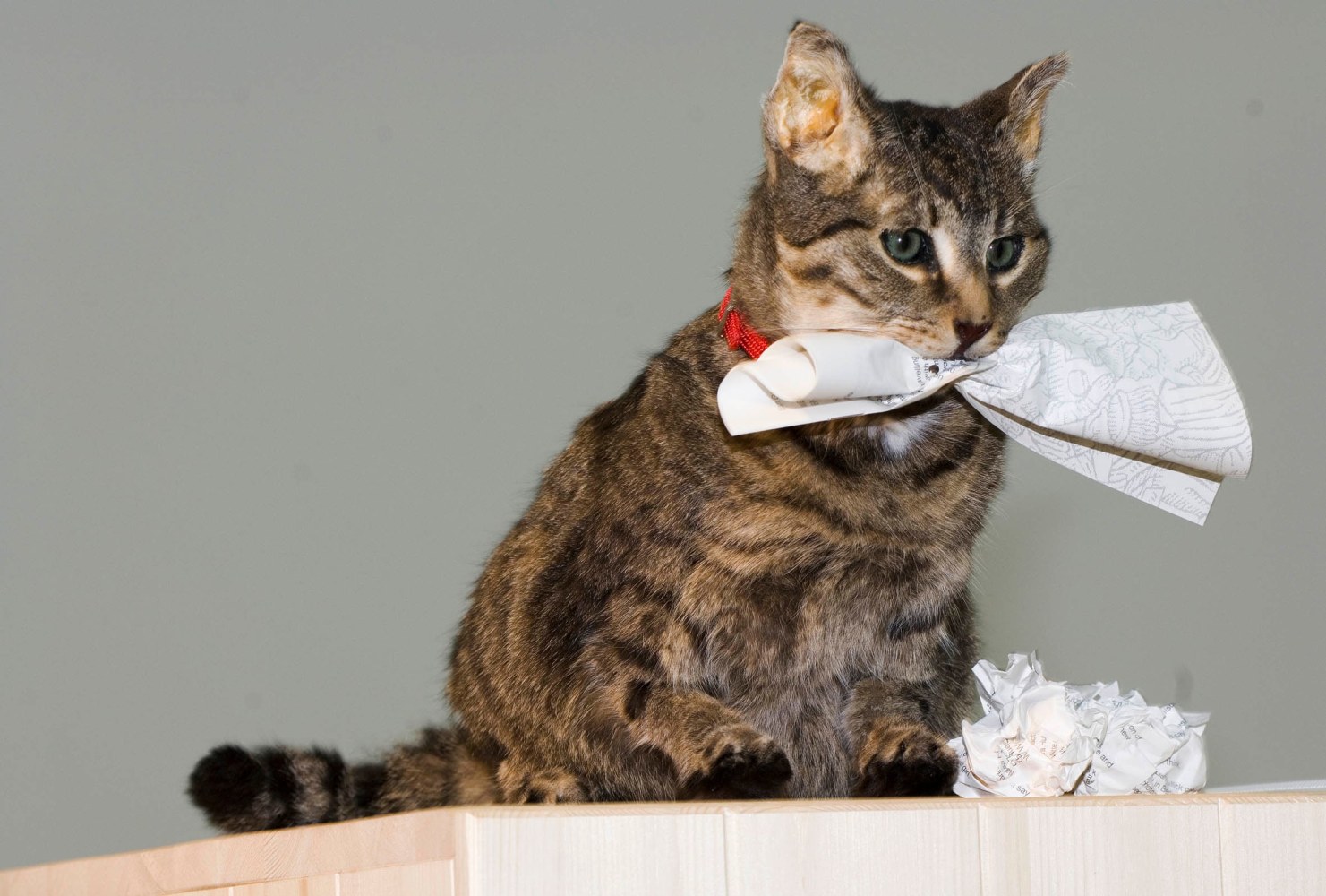 Liam Gillick
How will you behave: A kitchen cat speaks, 2009
German Pavilion, Venice Biennale, Italy