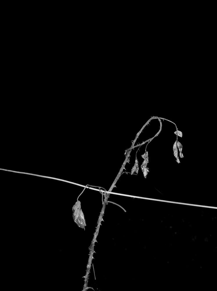 Paul Seawright&amp;nbsp;
Rose, 2015
pigment print, framed with clarity glass, edition of 3
144.9 x 109.2 cm / 57 x 43 in&amp;nbsp; &amp;nbsp;
152.7 x 116.9 cm / 60.1 x 46 in framed&amp;nbsp; &amp;nbsp;&amp;nbsp;