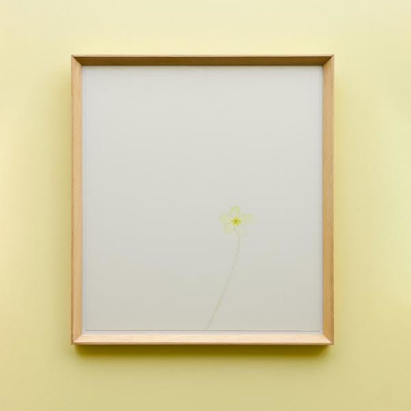 Open Drawing - Narrow Lane Primrose # 2