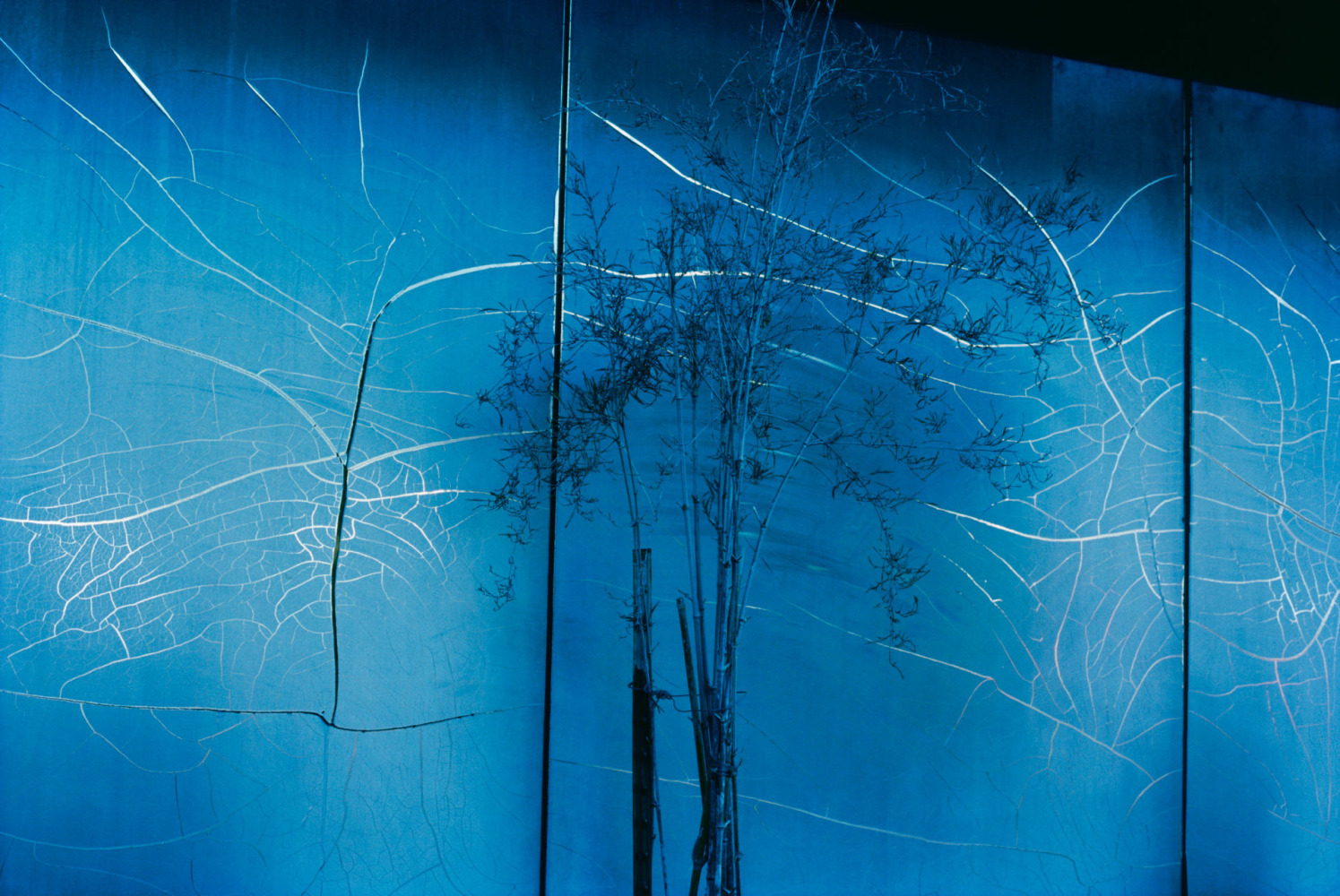 Image of a blue wall with a tree and fence post by Mickey Aloisio