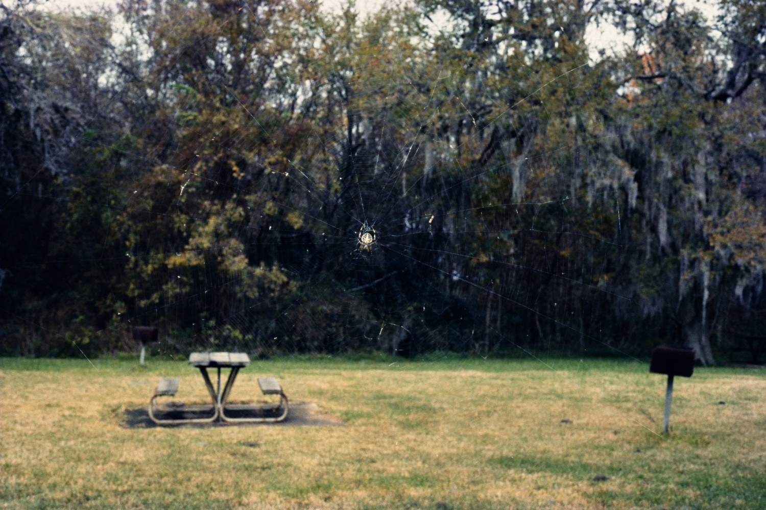 Image of a spider on a web surrounded by trees with moss, grass and a picnic table by Mickey Aloisio