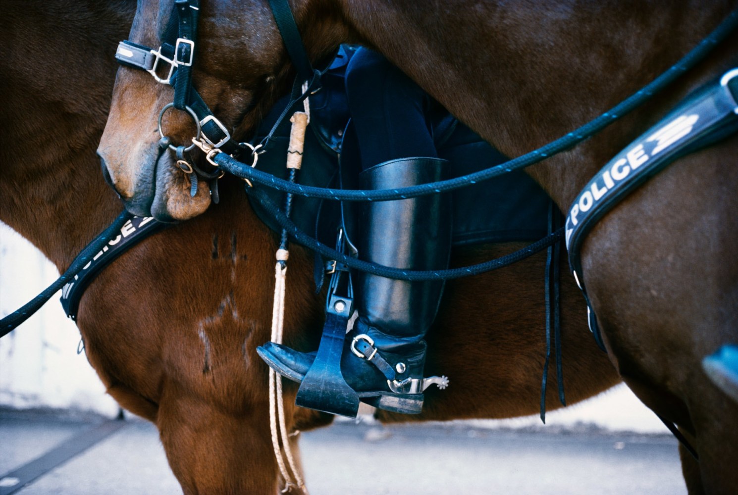 image of two cropped horses and a centered boot by Mickey Aloisio