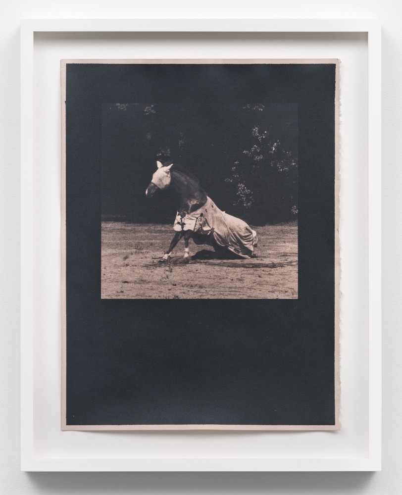 Scan of a rose toned cyanotype depicting a horse wearing a jacket on a sandy surface by Mickey Aloisio
